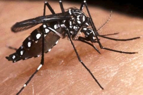 Los casos de dengue han ido al alza debido a las modificaciones al cambio climático en todo el mundo