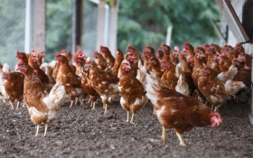 Bélgica detecta brotes de gripe aviar altamente contagiosa