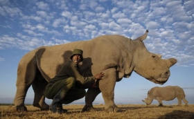 Se extinguen rinocerontes blancos