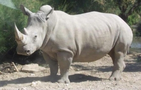 &quot;Sudan&quot; el último rinoceronte blanco.