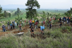 En el cerro Zapotecas,  plantan más de 20 mil árboles
