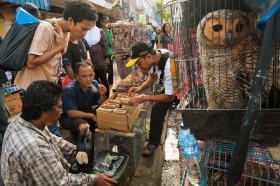 OMS pide suspender la venta de animales salvajes en mercados