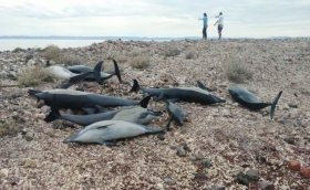 Hallan 54 delfines en BCS; mueren 21