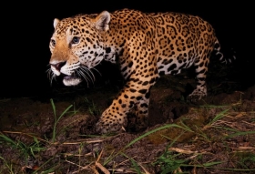 ANP trinacional del jaguar