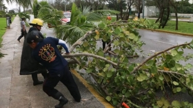 Personal de rescate levanta palmeras caídas en Cancún, Quintana Roo.