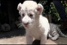 Nacen felinos en zoológico de Puebla