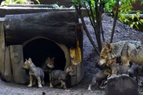 Nacen ocho crías de lobo mexicano en Zoológico Coyotes