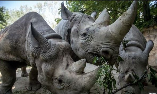 Resultado de imagen para Rinocerontes en peligro de extinciÃ³n llegan a parque en Ruanda