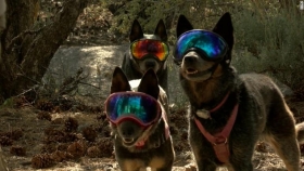 Día Mundial del Perro 2020: 5 historias caninas felices para empezar bien la jornada