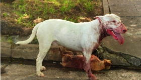 Bull Terrier asesinó a su amo en Puebla