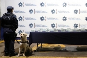 Policías Municipales adscritos a la Unidad Canina