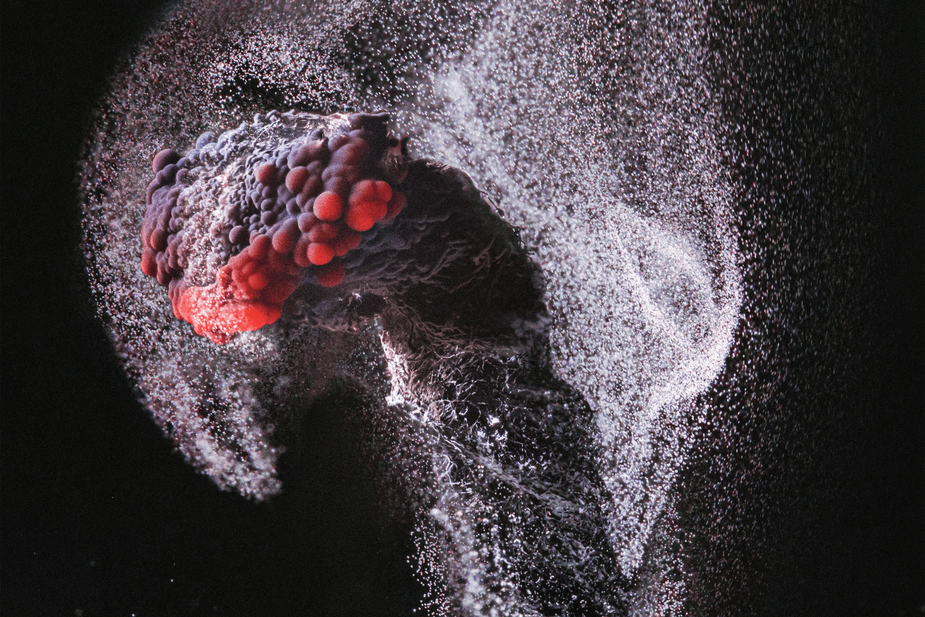 The extinguished wick of a candle showing particles of carbon being released at 2.5x magnification.
