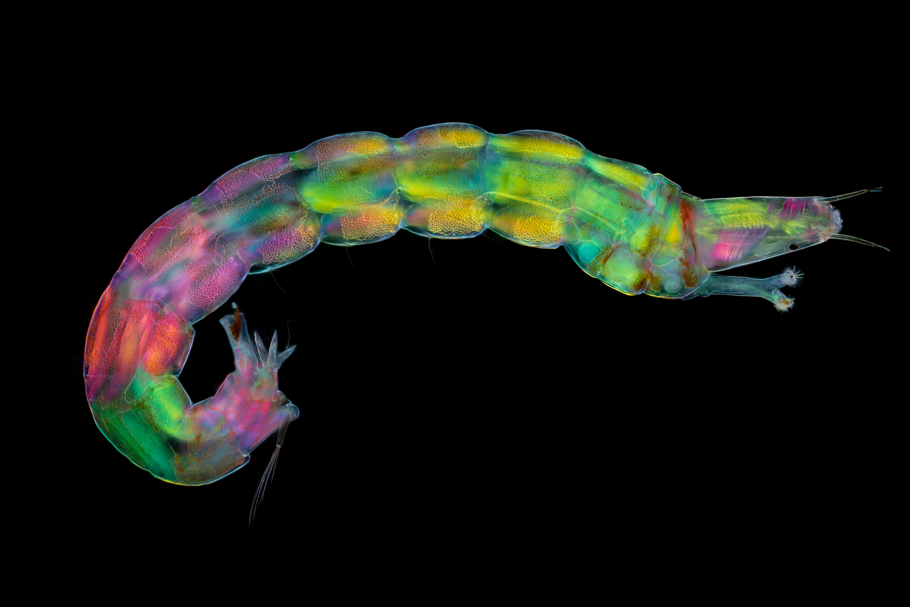A freshwater midge larva at 10 times the magnification.