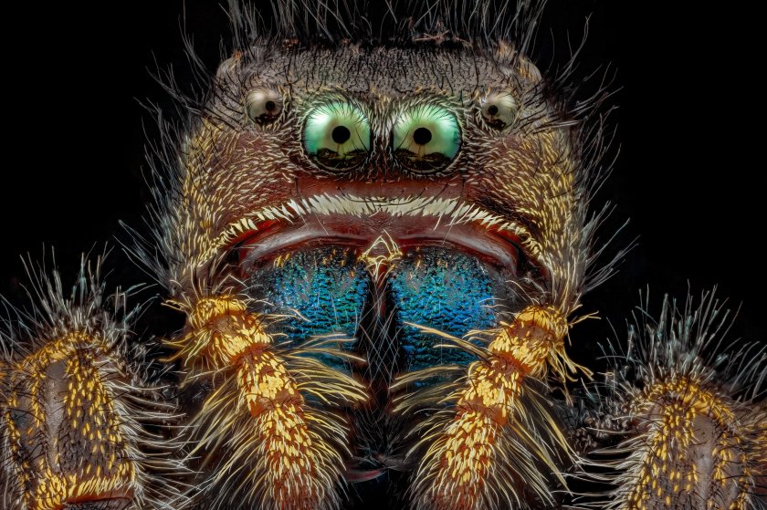 A bold jumping spider at four times the magnification.