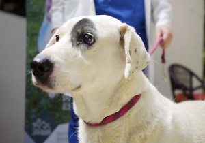 'Ningo', perro rescatado de maltrato, en adopción