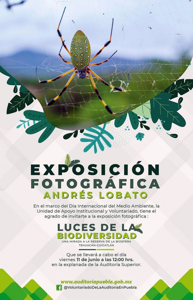 Click to enlarge image lobatoexposicion01.jpg