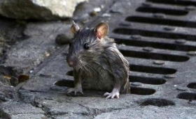 Las ratas se duermen antes de morir por asfixia.