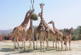 Africam Safari y la BUAP desarrollarán hospital para grandes especies