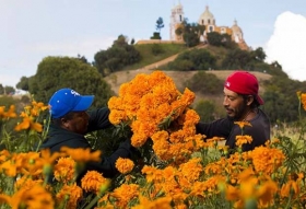 Son 37 municipios los que se dedican al cultivo de esta flor, pero destacan en volumen Atlixco, Palmar de Bravo, Santa Isabel Cholula, Tianguismanalco, Huejotzingo