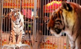 Circos sin animales