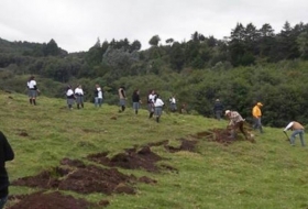 Jornada de reforestación social