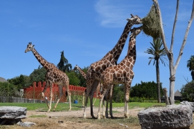 Africam Safari recibe un promedio de entre 4 mil a 5 mil visitantes diarios 