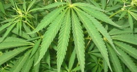 Policía Estatal aseguró terreno repleto de marihuana
