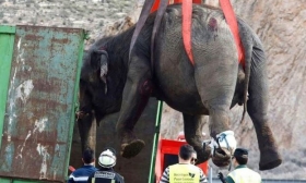El camión transportaba a un total de cinco elefantes.