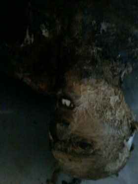Encuentran cadáver momificado en la cara sur del Citlaltépetl.
