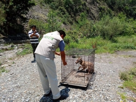 El ejemplar fue reintegrado a su hábitat en la Sierra Norte de Puebla, lugar donde se distribuye de manera natural