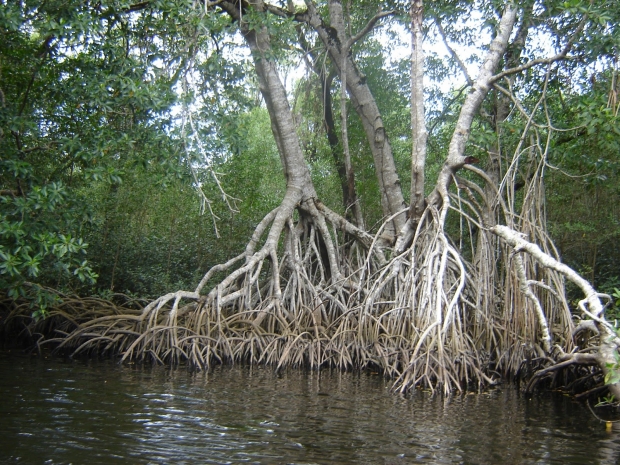Ecocidio en Nayarit; ignoran tala de 30 hectáreas de mangle