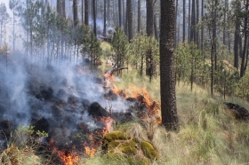 Diversas brigadas combaten el fuego   