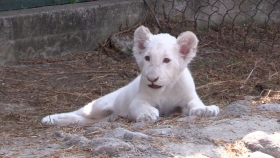 Es el primer felino que nace en cautiverio en las instalaciones del zoológico tlaxcalteca 