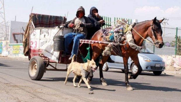 En Ecatepec prohíben el uso de caballos y asnos para recolectar la basura