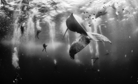 Whale Whisperer