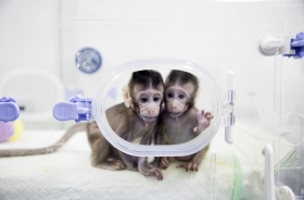 Clonan en China dos primates idénticos