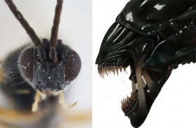 Descubren avispa que come y madura ¡como Alien!