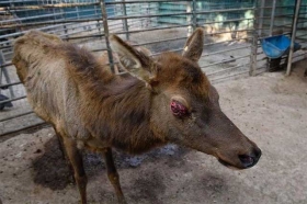 Piden una revisión al zoológico ubicado en Tehuacán, Puebla 