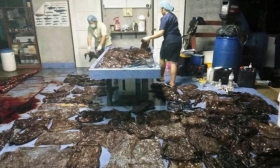 Muere ballena tras tragar ochenta bolsas de plástico en Tailandia