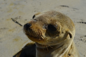 Rescatan cría de lobo marino varado en Baja California