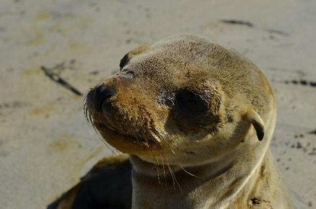 Rescatan cría de lobo marino varado en Baja California