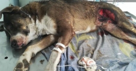 El canino se encuentra grave ya que perdió mucha sangre y tiene lesiones considerables