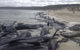 Más de 150 ballenas encallaron en una playa de la Bahía Hamelin.
