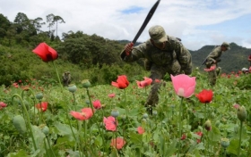 ¿Por qué los campesinos han cambiado el cultivo de amapola por el de mariguana?