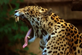 En 2014 fueron decomisados 380 colmillos (95 jaguares).