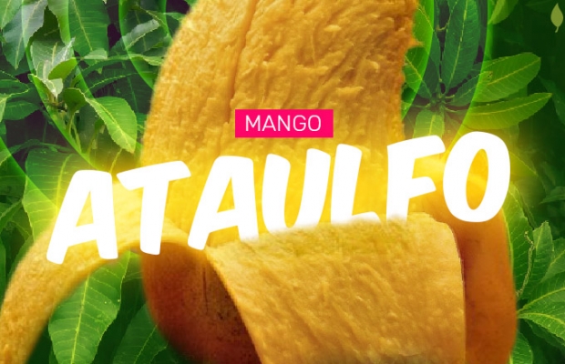 El Mango Ataulfo tiene denominación de origen en Chiapas