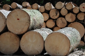 Aseguró 11 piezas de madera en rollo de Pino