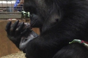 El primer bebé gorila que nace en los últimos nueve años en el zoológico.