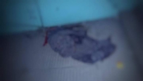 Vecinos escucharon varias detonaciones 