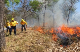 Gran labor de brigadistas y voluntarios    